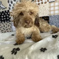 Ralph, a male Poodle - Toy  for sale in Stilwell, OK – Photo 2 of 5