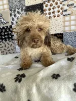 Ralph, a male Poodle - Toy  for sale in Stilwell, OK – Photo 2 of 5