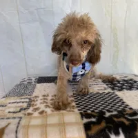 Ralph, a male Poodle - Toy  for sale in Stilwell, OK – Photo 4 of 5