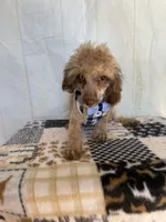 Ralph, a male Poodle - Toy  for sale in Stilwell, OK – Photo 4 of 5