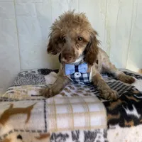 Ralph, a male Poodle - Toy  for sale in Stilwell, OK – Photo 3 of 5