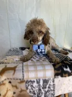 Ralph, a male Poodle - Toy  for sale in Stilwell, OK – Photo 3 of 5