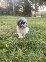 Boy #, a male Poodle - Toy  for sale in Stilwell, OK – 2 of 2