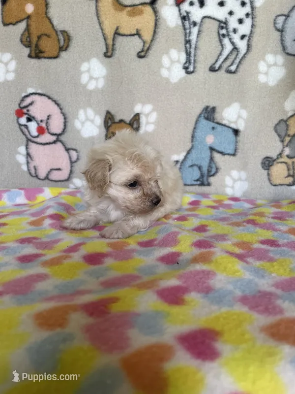 Skylar – Maltipoo puppy for sale in Stilwell, OK