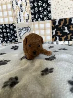 Axel, a male Poodle - Toy  for sale in Stilwell, OK – Photo 2 of 2