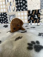 Axel, a male Poodle - Toy  for sale in Stilwell, OK – Photo 1 of 2