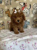 AKC Ruby, a female Poodle - Toy  for sale in Stilwell, OK – 5 of 10