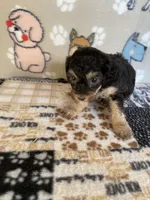 Zippy , a male Poodle - Toy  for sale in Stilwell, OK – 5 of 5