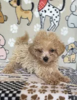 Gus, a male Maltipoo for sale in Stilwell, OK – 5 of 10
