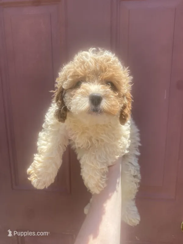 Boy #5  – Poodle - Toy  puppy for sale in Stilwell, OK