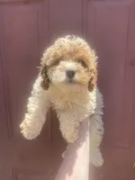 Boy #5 , a male Poodle - Toy  for sale in Stilwell, OK – 1 of 2