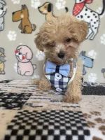 Gus, a male Maltipoo for sale in Stilwell, OK – 6 of 10