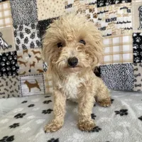 Doug, a male Poodle - Toy  for sale in Stilwell, OK – Photo 1 of 6