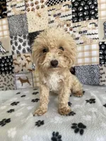 Doug, a male Poodle - Toy  for sale in Stilwell, OK – Photo 1 of 6