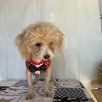 Doug, a male Poodle - Toy  for sale in Stilwell, OK – Photo 6 of 6