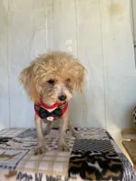 Doug, a male Poodle - Toy  for sale in Stilwell, OK – Photo 6 of 6