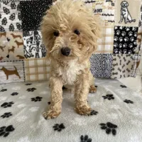 Doug, a male Poodle - Toy  for sale in Stilwell, OK – Photo 3 of 6