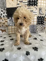 Doug, a male Poodle - Toy  for sale in Stilwell, OK – Photo 3 of 6