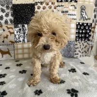 Doug, a male Poodle - Toy  for sale in Stilwell, OK – Photo 2 of 6