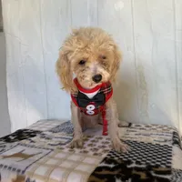 Doug, a male Poodle - Toy  for sale in Stilwell, OK – Photo 5 of 6