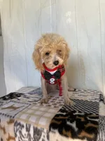 Doug, a male Poodle - Toy  for sale in Stilwell, OK – Photo 5 of 6