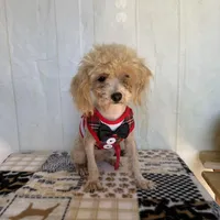 Doug, a male Poodle - Toy  for sale in Stilwell, OK – Photo 4 of 6
