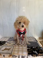 Doug, a male Poodle - Toy  for sale in Stilwell, OK – Photo 4 of 6