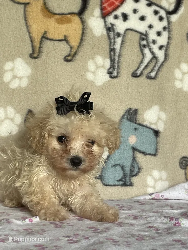 Skylar – Maltipoo puppy for sale in Stilwell, OK