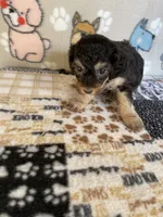 Zippy , a male Poodle - Toy  for sale in Stilwell, OK – 3 of 5