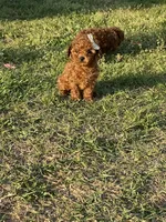 Red girl , a female Poodle - Toy  for sale in Stilwell, OK – Photo 2 of 2
