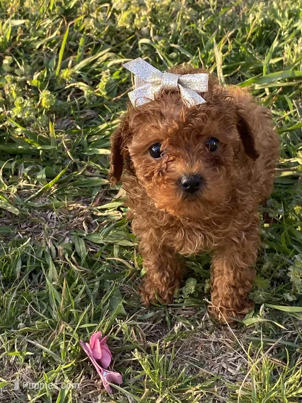 Red girl , a female Poodle - Toy  for sale in Stilwell, OK – Photo 1 of 2