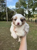 Buddy , a male Miniature American Shepherd for sale in Stilwell, OK – 2 of 3
