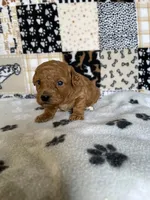 Arlo, a male Poodle - Toy  for sale in Stilwell, OK – Photo 1 of 2