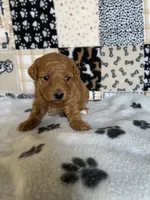 Arlo, a male Poodle - Toy  for sale in Stilwell, OK – Photo 2 of 2