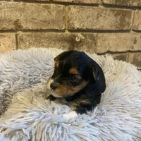 Girl #1, a female Yorkshire Terrier for sale in Stilwell, OK – Photo 4 of 4