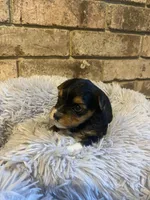 Girl #1, a female Yorkshire Terrier for sale in Stilwell, OK – Photo 4 of 4