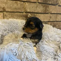 Girl #1, a female Yorkshire Terrier for sale in Stilwell, OK – Photo 3 of 4