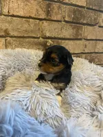 Girl #1, a female Yorkshire Terrier for sale in Stilwell, OK – Photo 3 of 4