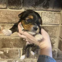 Girl #1, a female Yorkshire Terrier for sale in Stilwell, OK – Photo 1 of 4