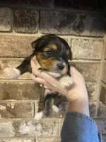 Girl #1, a female Yorkshire Terrier for sale in Stilwell, OK – Photo 1 of 4