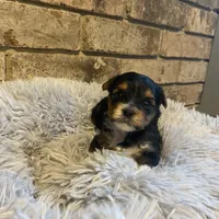 Girl #1, a female Yorkshire Terrier for sale in Stilwell, OK – Photo 2 of 4