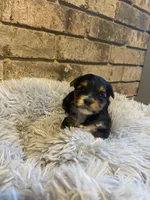 Girl #1, a female Yorkshire Terrier for sale in Stilwell, OK – Photo 2 of 4