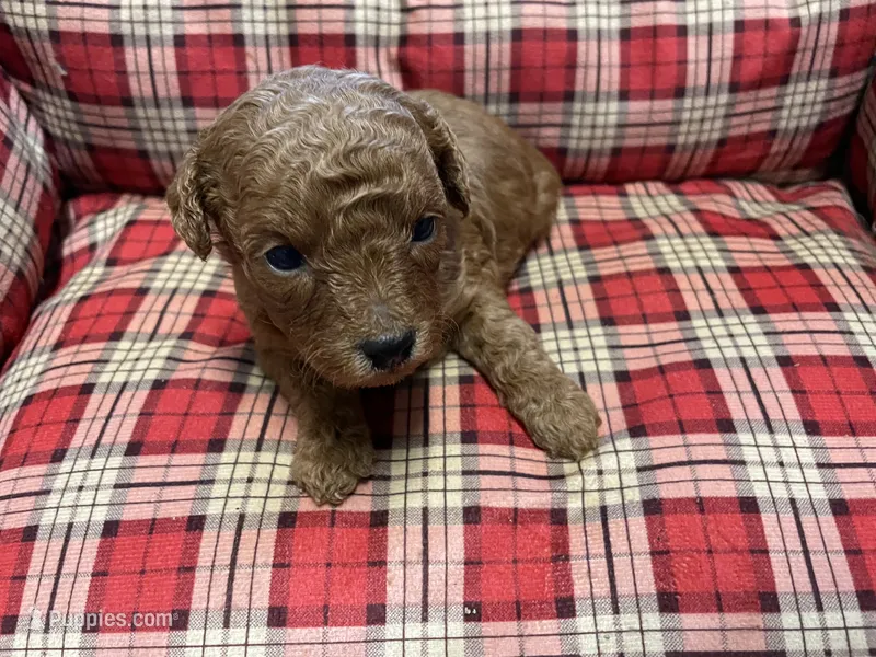 Clifford – Poodle - Toy  puppy for sale in Stilwell, OK