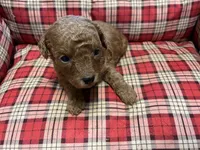 Clifford, a male Poodle - Toy  for sale in Stilwell, OK – 1 of 1