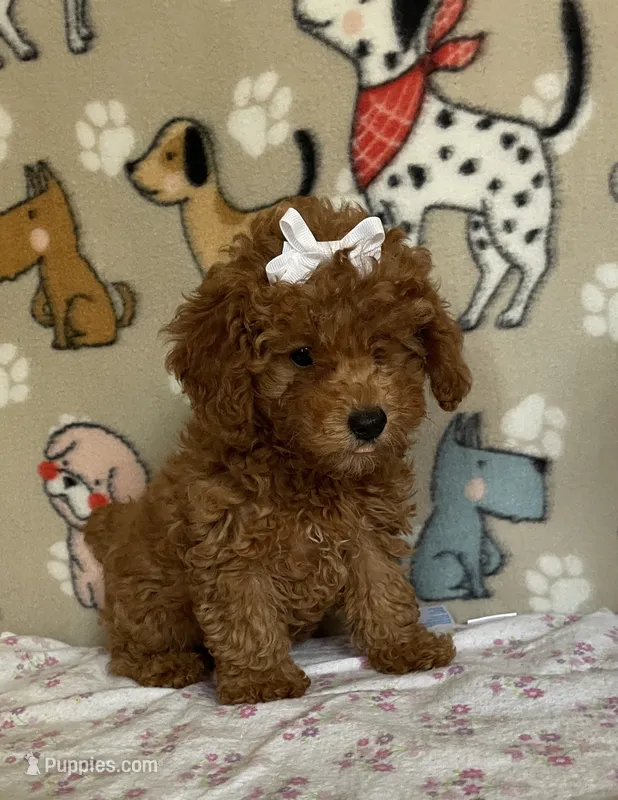 AKC Ruby – Poodle - Toy  puppy for sale in Stilwell, OK