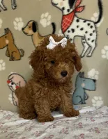 AKC Ruby, a female Poodle - Toy  for sale in Stilwell, OK – 1 of 10