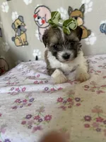 Peaches , a female Maltipoo for sale in Stilwell, OK – Photo 5 of 6