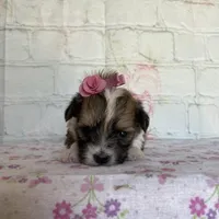 Peaches , a female Maltipoo for sale in Stilwell, OK – Photo 3 of 6