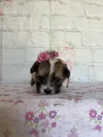 Peaches , a female Maltipoo for sale in Stilwell, OK – Photo 3 of 4