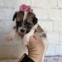Peaches , a female Maltipoo for sale in Stilwell, OK – Photo 2 of 6